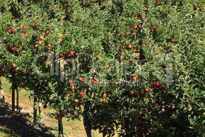 Apple Orchard 03