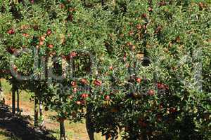 Apple Orchard 03