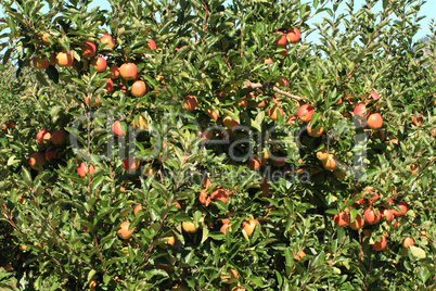 Apple Orchard 04