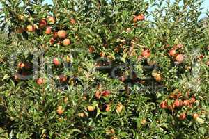 Apple Orchard 04