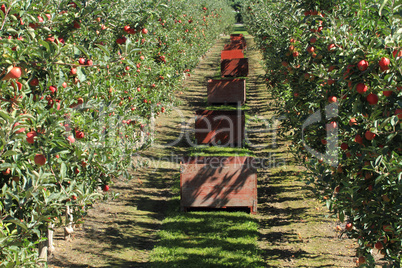 Apple Orchard 05