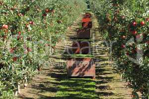 Apple Orchard 05