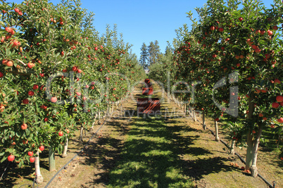 Apple Orchard 06