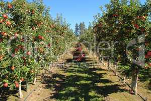 Apple Orchard 06
