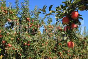Apple Orchard 07
