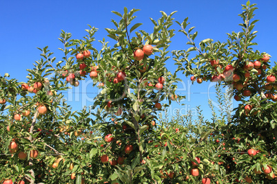 Apple Orchard 08