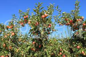 Apple Orchard 08
