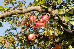 Äpfel am Baum