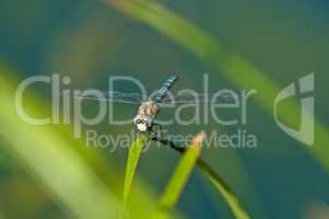 Große Königslibelle,Anax imperator