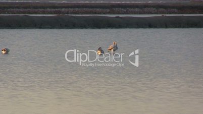 Flock of flamingos at dawn