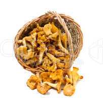 Chanterelles in a basket on a white background