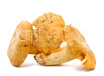 Chanterelles  on a white background