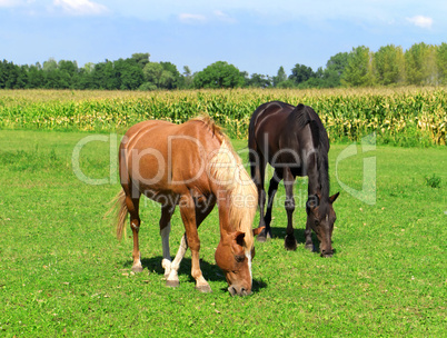 Horses graze in the meadow