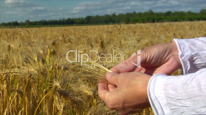 10717 woman hands control wheat close
