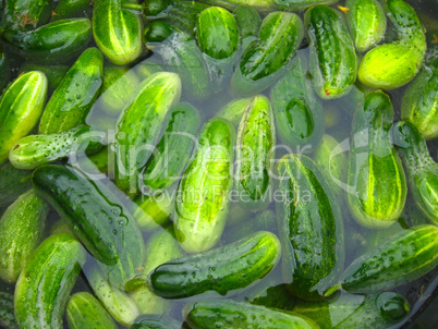 Cucumbers prepare for preservation