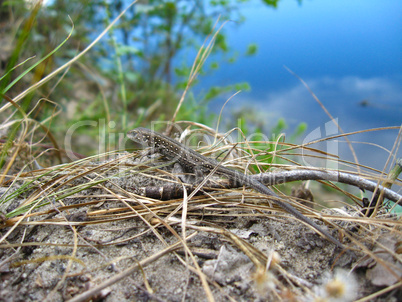 The grey lizard near the river