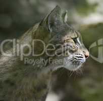 Bobcat Portrait