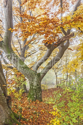 autumn scenery autumn scenery