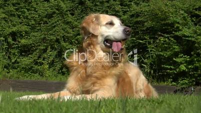 10721 golden retriever dog sweats in sun