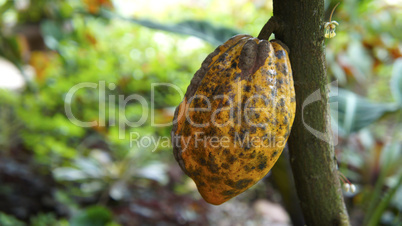 Cacao Plant