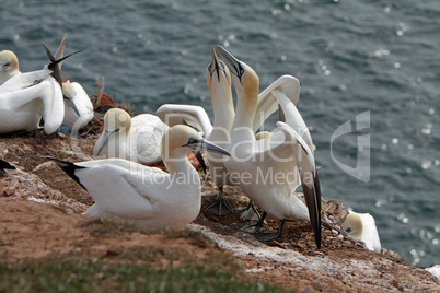 Basstölpel am Vogelfelsen auf Helgoland