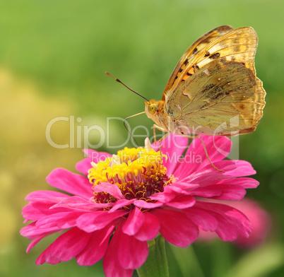 Flower and butterfly