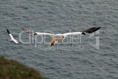 Basstölpel am Vogelfelsen auf Helgoland