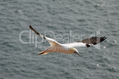 Basstölpel am Vogelfelsen auf Helgoland