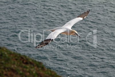 Basstölpel am Vogelfelsen auf Helgoland