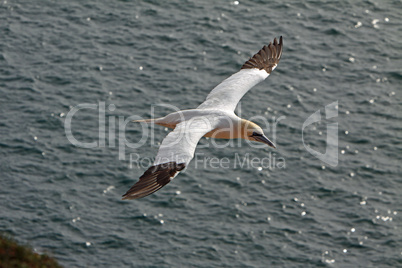 Basstölpel am Vogelfelsen auf Helgoland