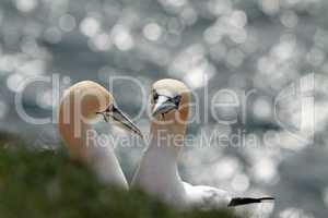 Basstölpel am Vogelfelsen auf Helgoland