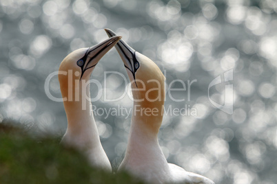 Basstölpel am Vogelfelsen auf Helgoland