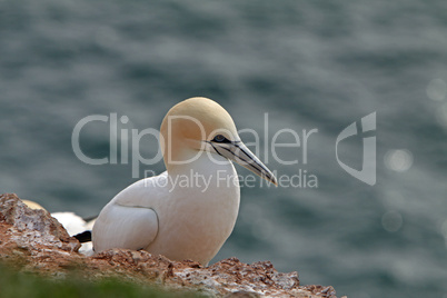 Basstölpel am Vogelfelsen auf Helgoland