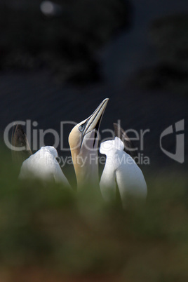 Basstölpel am Vogelfelsen auf Helgoland