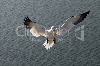 Basstölpel am Vogelfelsen auf Helgoland