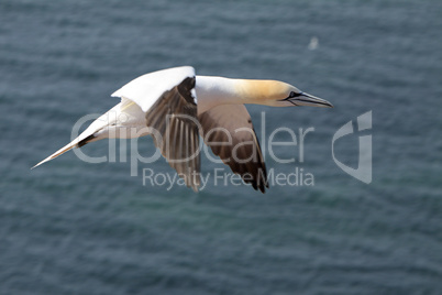 Basstölpel am Vogelfelsen auf Helgoland