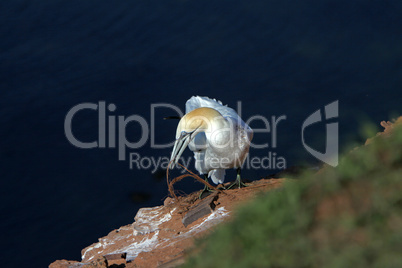 Basstölpel am Vogelfelsen auf Helgoland