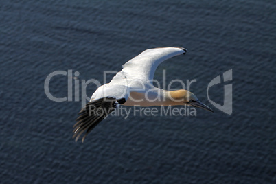 Basstölpel am Vogelfelsen auf Helgoland