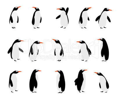 Penguins background
