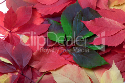 Background of multicolor autumn leaves