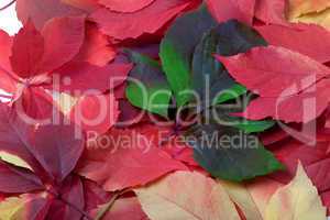 Background of multicolor autumn leaves