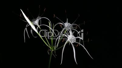 Time-lapse Opening white amaryllis (Amaryllis. Hymenocallis. caribaea Herb)