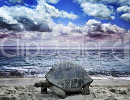 Big Turtle On The  Ocean Beach