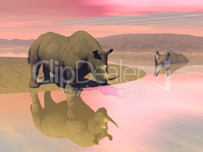 Rhinoceros and water