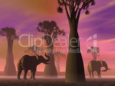 Elephants in the savannah