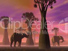 Elephants in the savannah