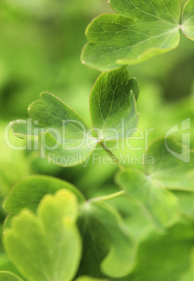 Softfokus - Grüne Blätter im Garten