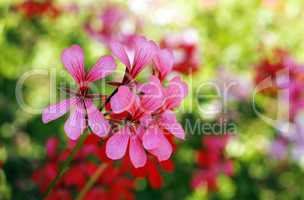 Blumen Bokeh im Garten