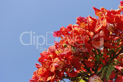 Rote Blüten vor blauem Himmel