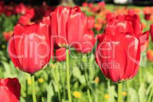 Hintergrund - Rote Tulpenwiese